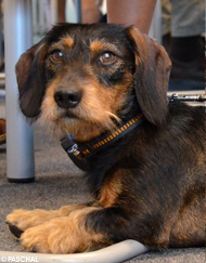Axel